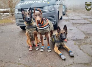 Павлоградські кінологи разом із чотирилапими напарниками провели триденну пошукову операцію