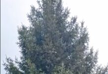 Меценати із с. Межиріч подарували Павлограду свою ялинку