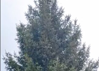 Меценати із с. Межиріч подарували Павлограду свою ялинку