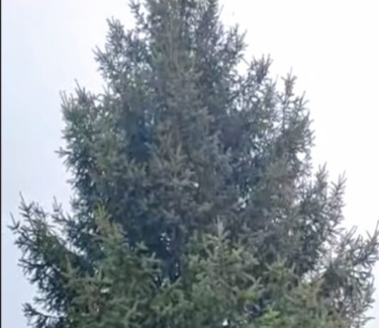 Меценати із с. Межиріч подарували Павлограду свою ялинку