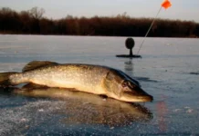 На Дніпропетровщині незабаром заборонять ловити щуку