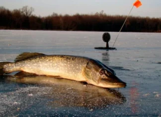 На Дніпропетровщині незабаром заборонять ловити щуку