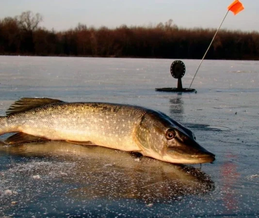 На Дніпропетровщині незабаром заборонять ловити щуку