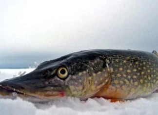 З 15 лютого розпочне діяти сезонна заборона на вилов щуки