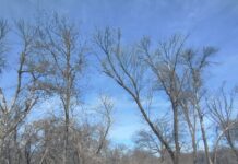 Якою буде погода в Павлограді в останній тиждень зими?