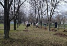 У Тернівці висадили молоді ялинки