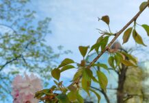 Якою буде погода у Павлограді на цьому тижні?