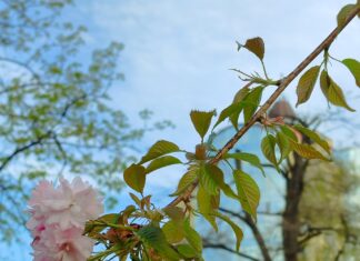 Якою буде погода у Павлограді на цьому тижні?