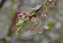 На Дніпропетровщину суне похолодання із заморозками