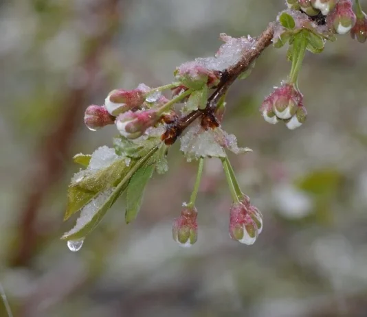 На Дніпропетровщину суне похолодання із заморозками
