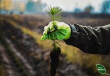 У Павлоградському лісництві завершили відновлення лісів на згарищах