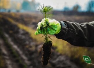 У Павлоградському лісництві завершили відновлення лісів на згарищах