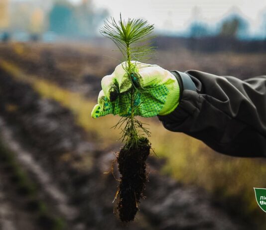 У Павлоградському лісництві завершили відновлення лісів на згарищах