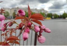 Якою буде погода у Павлограді на цьому тижні?