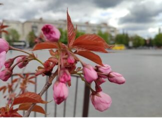 Якою буде погода у Павлограді на цьому тижні?