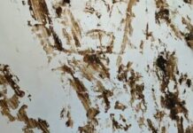 У громадській вбиральні Травневого парку невідомі вимазали стіни нечистотами