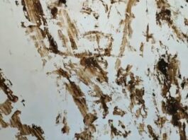 У громадській вбиральні Травневого парку невідомі вимазали стіни нечистотами