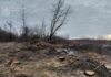 У Павлоградському районі викрили «чорних лісорубів», які завдали довкіллю збитків на 14 млн грн