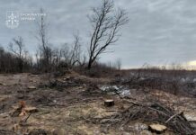 У Павлоградському районі викрили «чорних лісорубів», які завдали довкіллю збитків на 14 млн грн