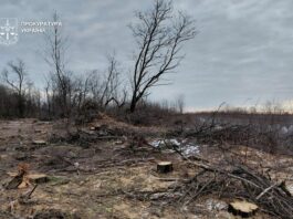 У Павлоградському районі викрили «чорних лісорубів», які завдали довкіллю збитків на 14 млн грн