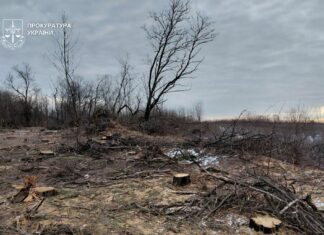 У Павлоградському районі викрили «чорних лісорубів», які завдали довкіллю збитків на 14 млн грн