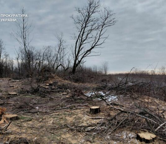 У Павлоградському районі викрили «чорних лісорубів», які завдали довкіллю збитків на 14 млн грн