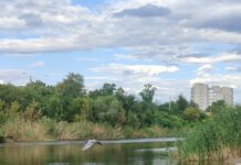 Вода на центральному пляжі Павлограда відповідає нормам