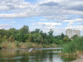 Вода на центральному пляжі Павлограда відповідає нормам