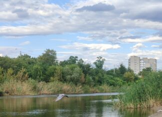 Вода на центральному пляжі Павлограда відповідає нормам