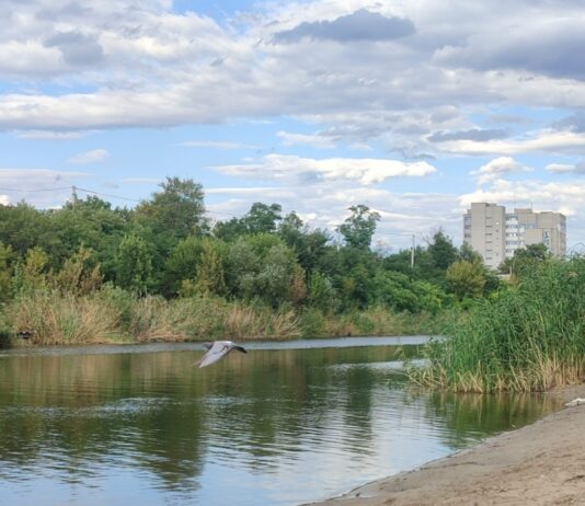 Вода на центральному пляжі Павлограда відповідає нормам