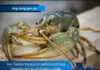 На річці Вовча на Павлоградщині рибоохоронці затримали порушника