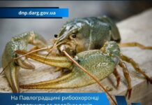 На річці Вовча на Павлоградщині рибоохоронці затримали порушника
