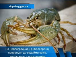На річці Вовча на Павлоградщині рибоохоронці затримали порушника