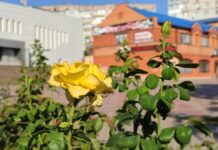 Якою буде погода у Павлограді на цьому тижні?