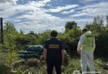 На Дніпропетровщині, зокрема у Павлограді, поліцейські викрили незаконне вирощування конопель