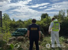 На Дніпропетровщині, зокрема у Павлограді, поліцейські викрили незаконне вирощування конопель