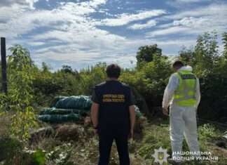 На Дніпропетровщині, зокрема у Павлограді, поліцейські викрили незаконне вирощування конопель