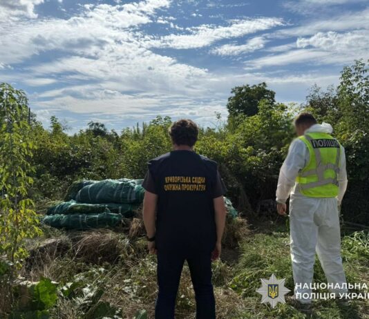 На Дніпропетровщині, зокрема у Павлограді, поліцейські викрили незаконне вирощування конопель