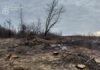 У Павлоградському районі «чорні лісоруби» завдали збитків на майже 10 млн грн