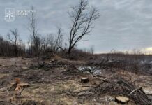 У Павлоградському районі «чорні лісоруби» завдали збитків на майже 10 млн грн
