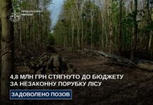 На Дніпропетровщині стягнуть майже 5 млн грн до бюджету за незаконну вирубку лісу