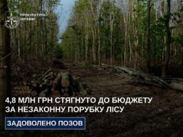 На Дніпропетровщині стягнуть майже 5 млн грн до бюджету за незаконну вирубку лісу