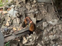 Жорстоке вбивство на Дніпропетровщині: до пошуків загиблої жінки залучали Павлоградський пошуково-рятувальний кінологічний загін «Антарєс.»