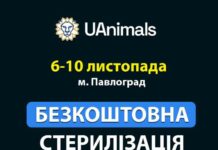 У Павлограді працюватиме ветеринарна місія із безкоштовної стерилізації безпритульних тварин