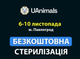У Павлограді працюватиме ветеринарна місія із безкоштовної стерилізації безпритульних тварин