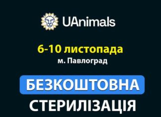 У Павлограді працюватиме ветеринарна місія із безкоштовної стерилізації безпритульних тварин